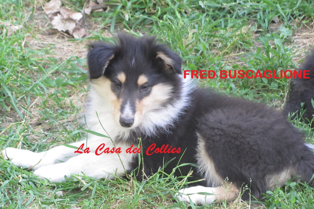 COLLIES FRED
